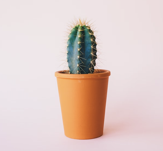 観葉植物